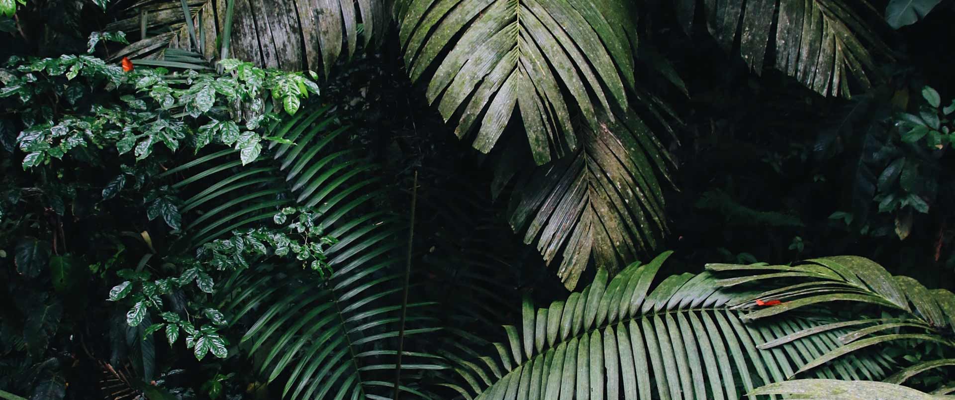 Vegetation of the Costa Rican Jungle